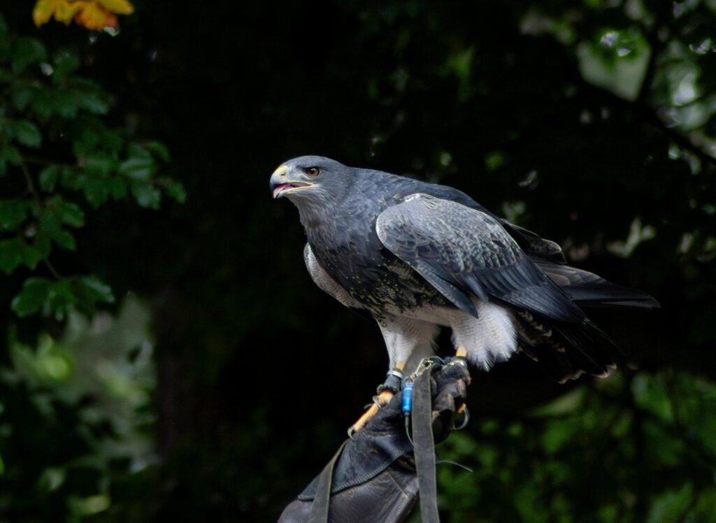 découvrez les plus beaux parcs animaliers où observer des espèces fascinantes, profiter d'activités ludiques et passer une journée inoubliable en famille ou entre amis.