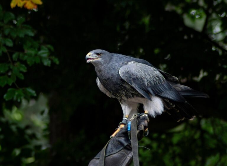 découvrez les plus beaux parcs animaliers où observer des espèces fascinantes, profiter d'activités ludiques et passer une journée inoubliable en famille ou entre amis.