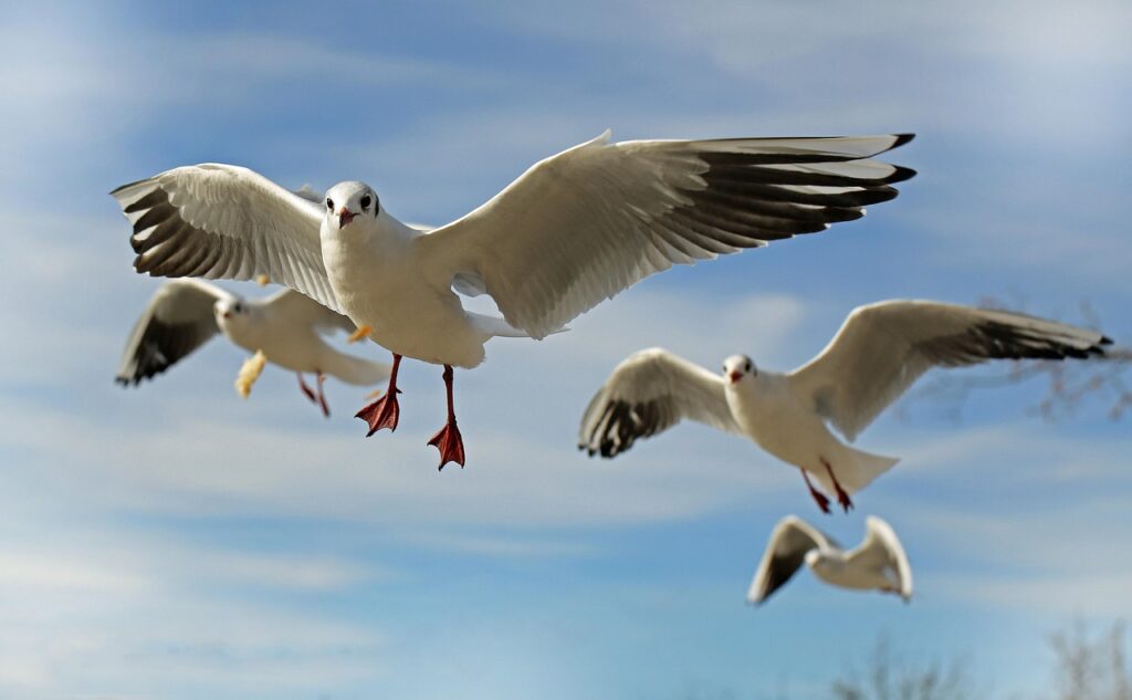 découvrez le monde fascinant des animaux volants : oiseaux, chauves-souris, insectes et créatures surprenantes capables de maîtriser les airs. explorez leurs adaptations, modes de vie et secrets de leur envol unique.