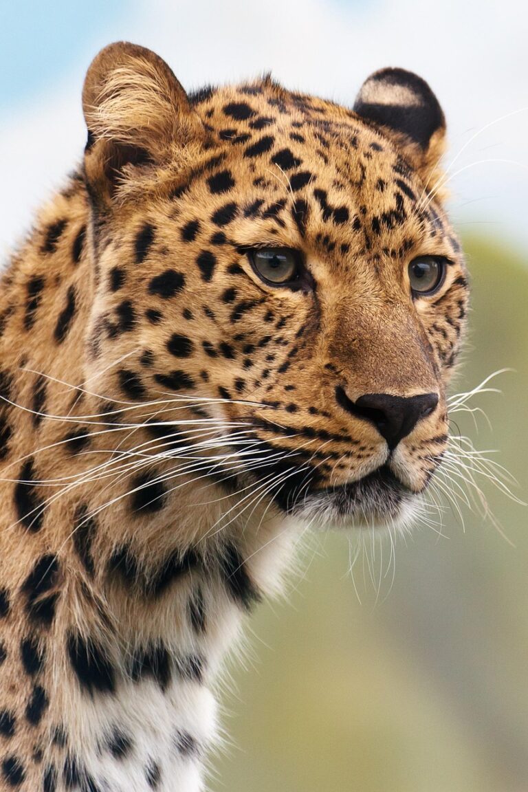 découvrez les animaux insomniaques, ces espèces fascinantes qui dorment peu ou qui souffrent de troubles du sommeil. comprenez leur mode de vie unique et les raisons de leur insomnie.