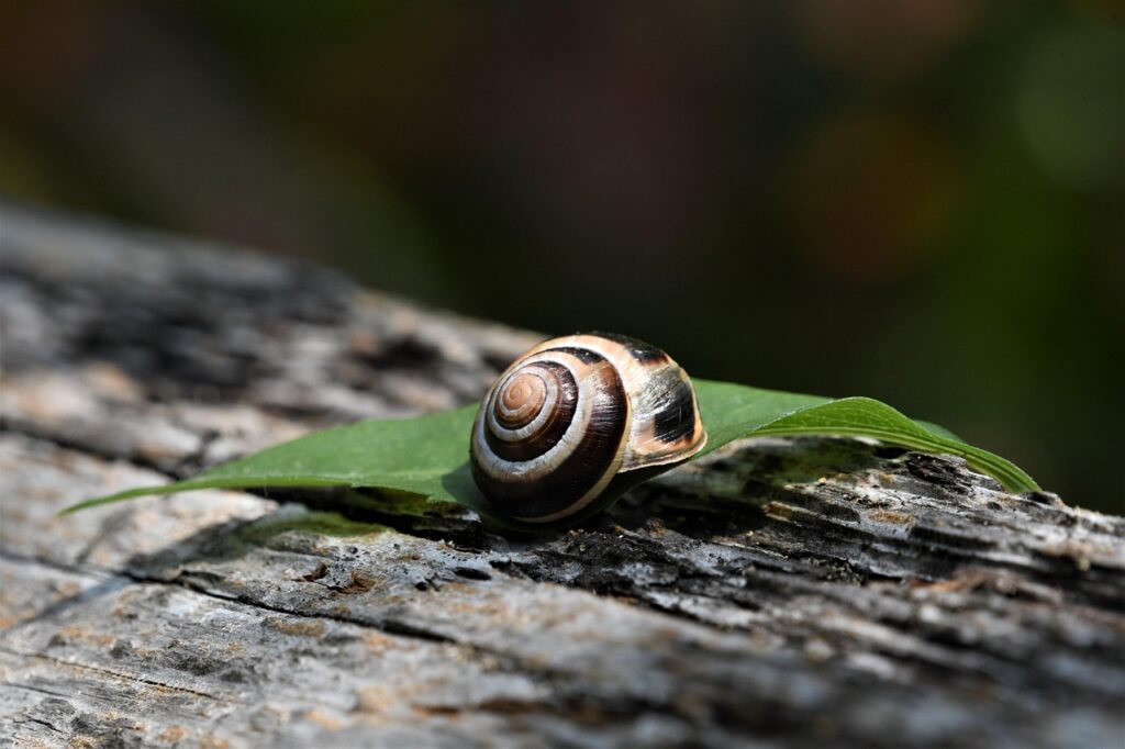 découvrez tout ce qu'il faut savoir sur l'élevage d'escargots : conseils pratiques, méthodes d'élevage, avantages et rentabilité de l'heliciculture. idéal pour débutants ou professionnels souhaitant lancer leur ferme à escargots.