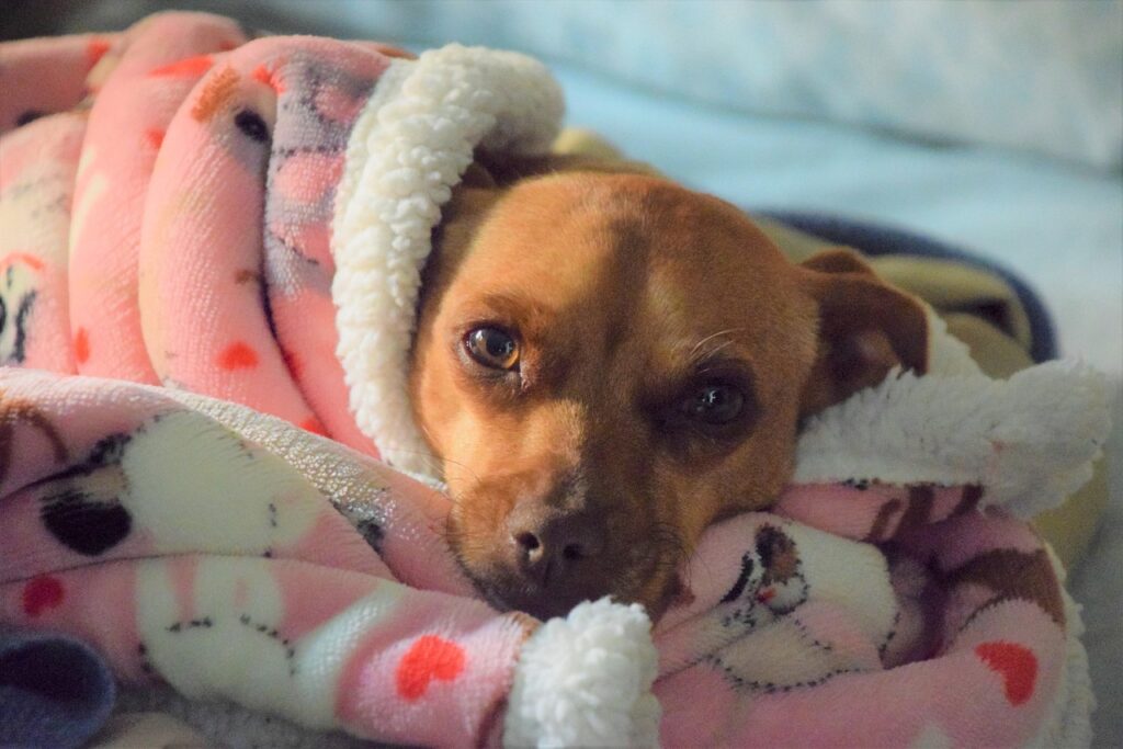 trouvez facilement des vétérinaires compétents près de chez vous pour assurer la santé et le bien-être de vos animaux de compagnie. consultez nos conseils et informations sur les soins vétérinaires.