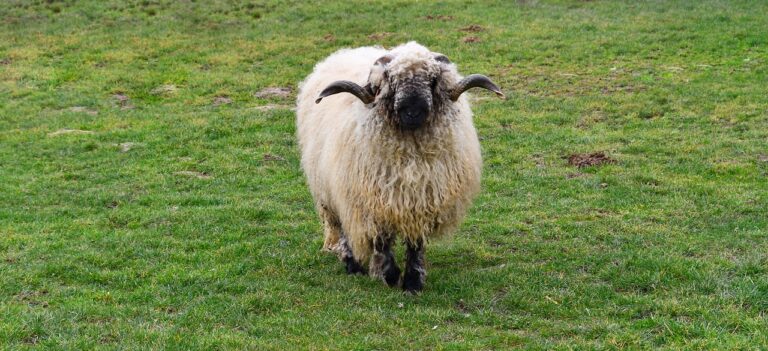 découvrez les différentes races de moutons, leurs caractéristiques, origines et utilisations. guide complet pour éleveurs et passionnés d’animaux.