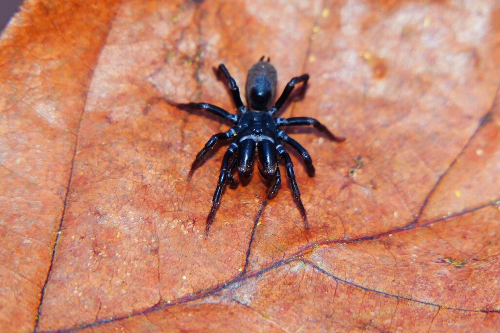 découvrez les animaux les plus terrifiants du monde : créatures fascinantes, prédateurs redoutables et espèces effrayantes qui vont vous surprendre !