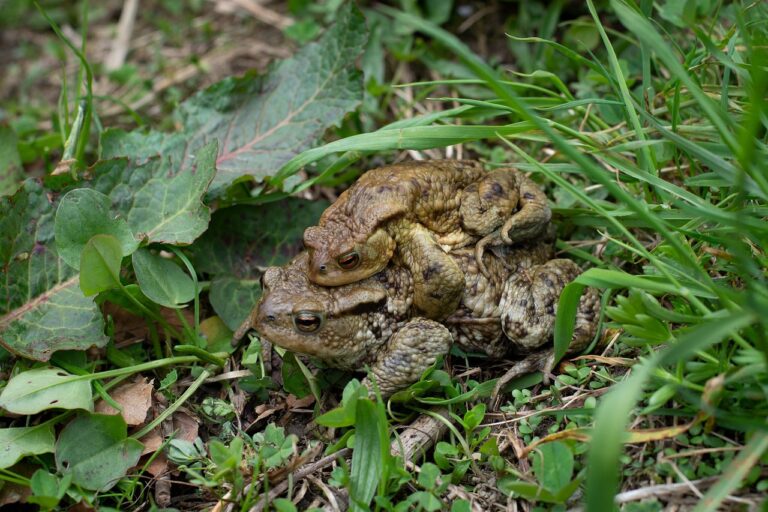 découvrez le comportement de reproduction des animaux : stratégies d'accouplement, rituels et cycles pour assurer la survie des espèces.