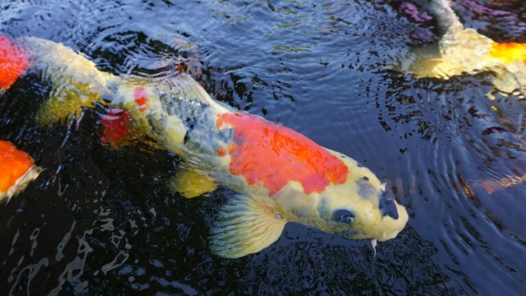 découvrez l'univers fascinant de l'aquarium hobby : conseils, équipements et astuces pour créer et entretenir un aquarium magnifique chez vous.