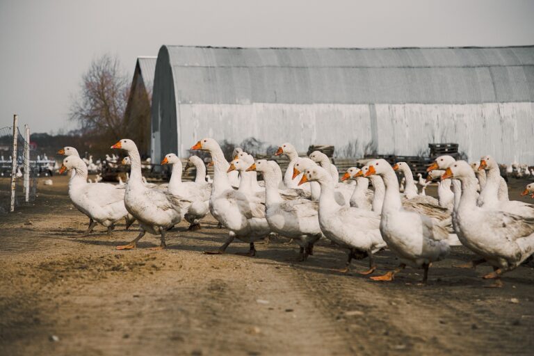 découvrez les différentes races d'oies, leurs caractéristiques et leurs utilisations pour mieux choisir celle qui convient à vos besoins.