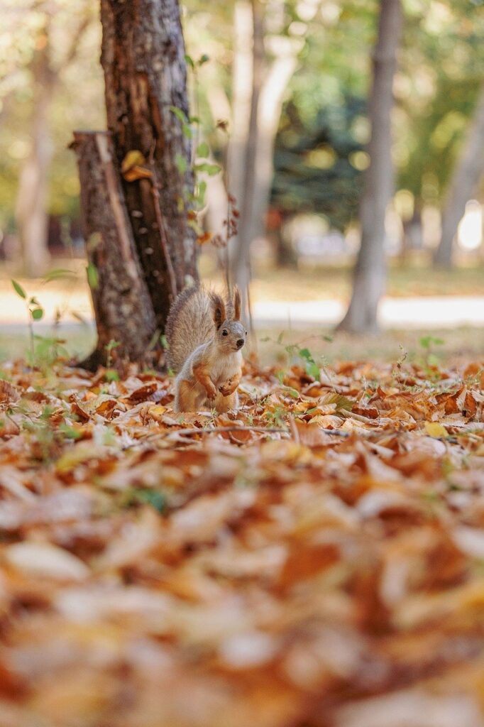 découvrez les parcs animaliers, des endroits idéaux pour observer et apprendre sur la faune dans un environnement naturel et sécurisé, parfait pour toute la famille.
