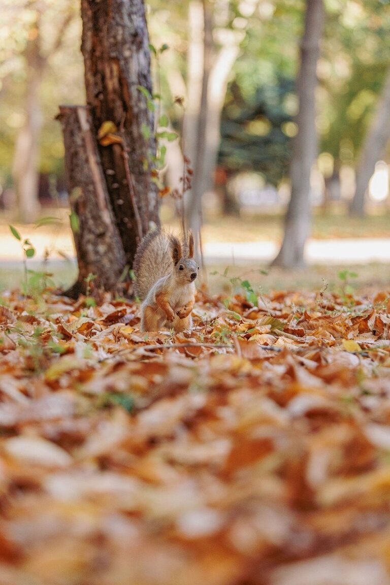 découvrez les parcs animaliers, des endroits idéaux pour observer et apprendre sur la faune dans un environnement naturel et sécurisé, parfait pour toute la famille.