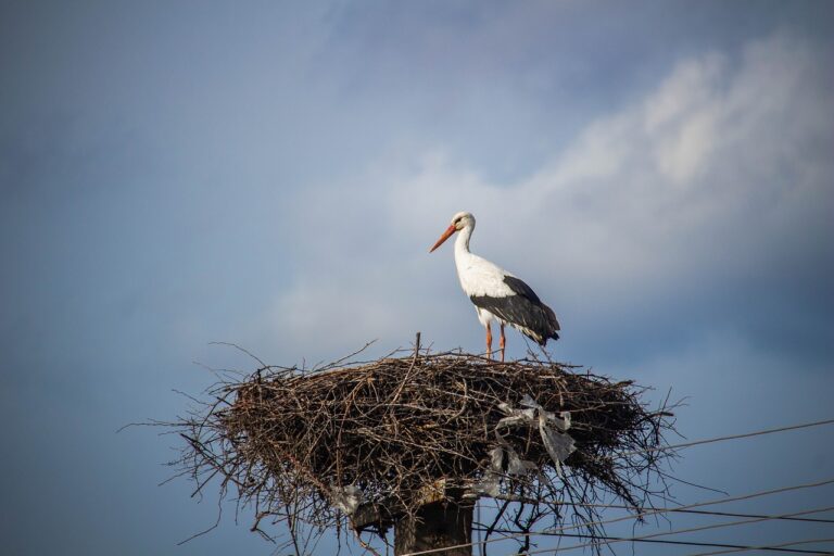 découvrez le monde fascinant des animaux migrateurs, leurs parcours impressionnants et les raisons de leurs déplacements saisonniers.