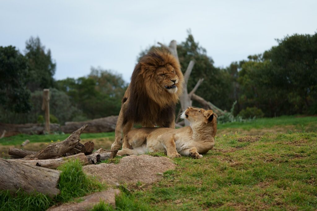 découvrez les modes de reproduction insolites chez les animaux, des stratégies uniques et fascinantes qui défient les normes biologiques.