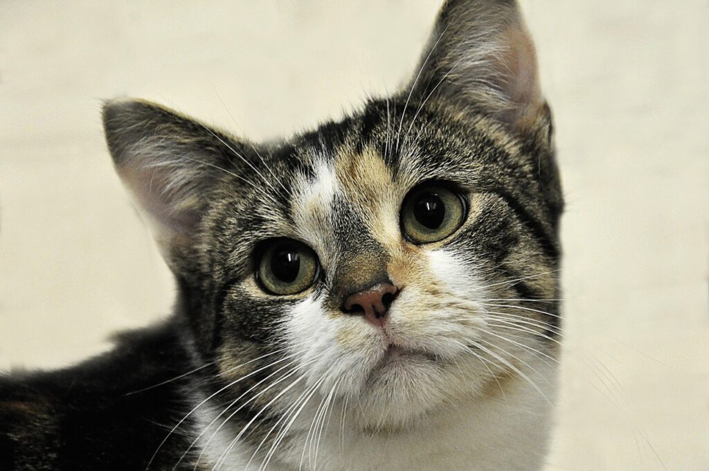 découvrez nos refuges pour animaux offrant un abri sécurisé, des soins attentionnés et une seconde chance aux animaux en attente d'adoption.