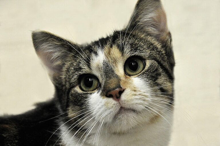 découvrez nos refuges pour animaux offrant un abri sécurisé, des soins attentionnés et une seconde chance aux animaux en attente d'adoption.